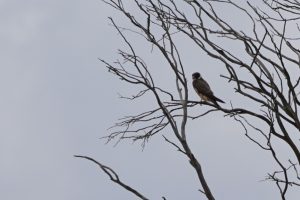 Australian Hobby