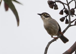 Brown-headed Honeyeater