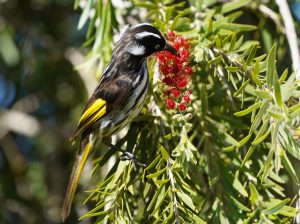New Holland Honeyeater