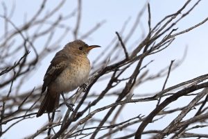 Pied Honeyeater (female)