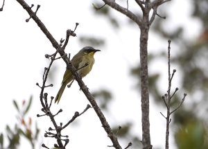 Purple-gaped Honeyeater