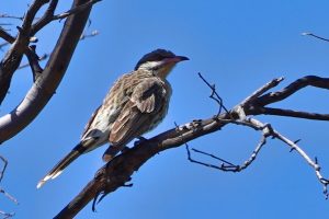 Spiny-cheeked Honeyeater