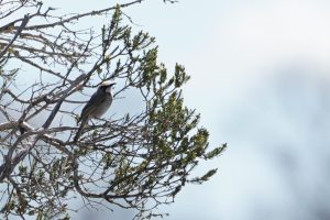 Tawny-crowned Honeyeater