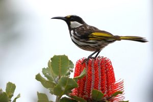 White-cheeked Honeyeater