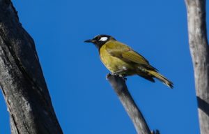 White-eared Honeyeater
