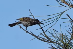 White-fronted Honeyeater