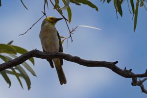 White-plumed Honeyeater