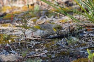 Yellow-plumed Honeyeater
