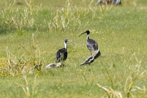 Straw-necked Ibis