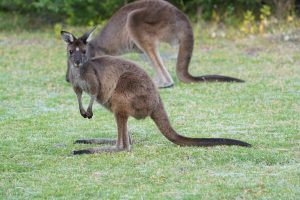 Kangaroo