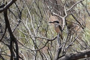 Red-backed Kingfisher