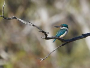 Sacred Kingfisher