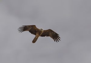 Whistling Kite