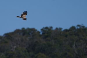Whistling Kite