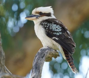 Laughing Kookaburra
