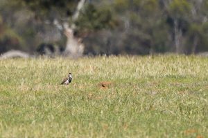 Banded Lapwing
