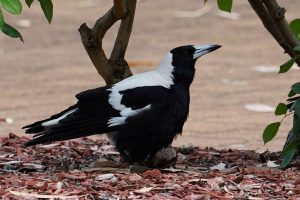 Australian Magpie