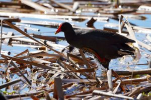 Dusky Moorhen