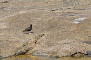 Sooty Oystercatcher