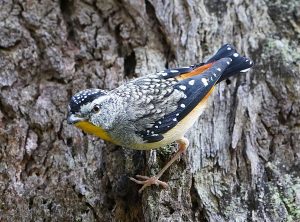 Spotted Pardalote