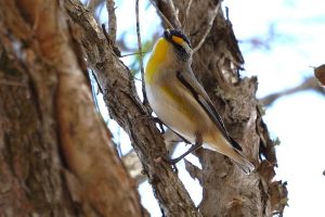Striated Pardalote