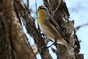 Striated Pardalote