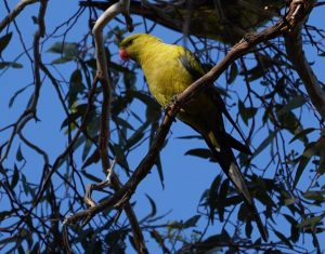 Regent Parrot
