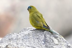 Rock Parrot (female)