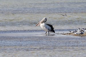 Australian Pelican