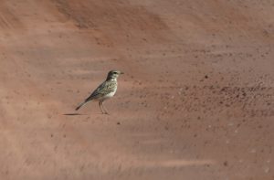 Australian Pipit