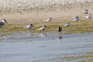 Black-bellied Plover