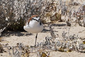 Red-capped Plover