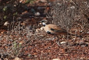 Western Quail-thrush