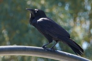 Australian Raven