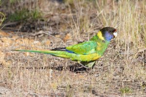 Australian Ringneck