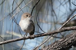 Red-capped Robin (female)