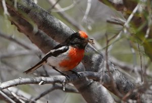 Red-capped Robin