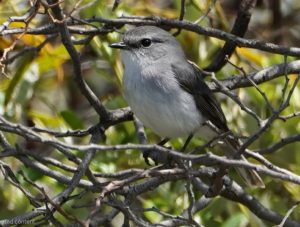 White-breasted Robin