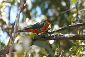 Western Rosella