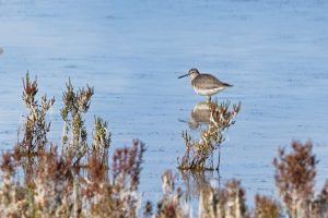 Wood Sandpiper