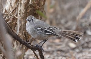 Southern Scrub-robin