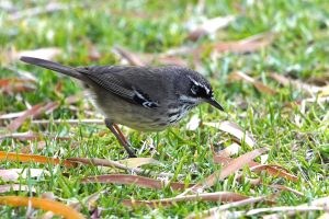 Spotted Scrubwren