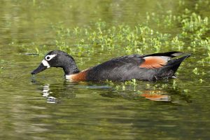 Australian Shelduck