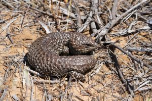 Shingleback