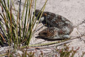 Shingleback