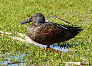 Australasian Shoveler