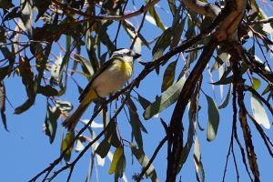 Western Shrike-tit