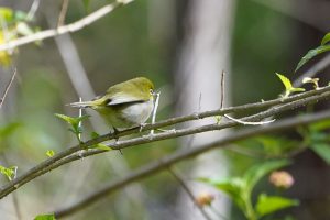 Silvereye