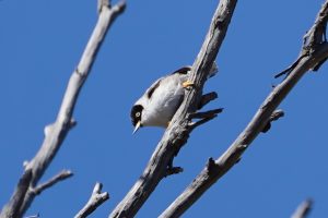 Varied Sitella (female)
