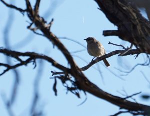Rufous Songlark